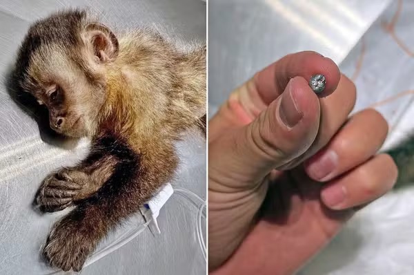 Fêmea de macaco-prego baleada na Gávea morre durante cirurgia no Rio
