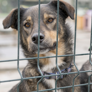 Rio lidera denúncias de maus-tratos contra animais, segundo Disque-Denúncia