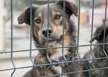 Rio lidera denúncias de maus-tratos contra animais, segundo Disque-Denúncia