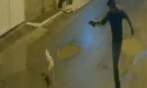 Câmeras de segurança registram homem atirando contra cachorro em Magé; caso é investigado pela polícia.