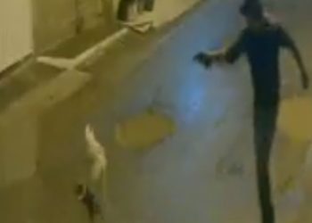 Câmeras de segurança registram homem atirando contra cachorro em Magé; caso é investigado pela polícia.