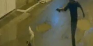 Câmeras de segurança registram homem atirando contra cachorro em Magé; caso é investigado pela polícia.