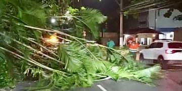 Árvore cai na saída do Túnel Roberto Silveira, causando congestionamento em Niterói