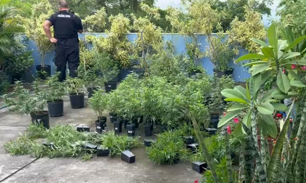 Mais de 100 pés de maconha são encontrados em residência de Niterói durante ação policial. Caso segue sob investigação