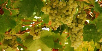 Cultivo de uva em pequenos espaços: passo a passo para aproveitar quintais urbanos