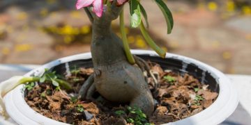 Cuidados essenciais para manter florada e saúde da rosa do deserto em vasos