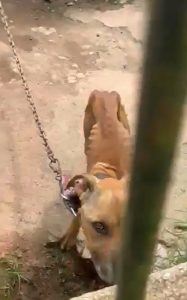 Homem é preso em Magé após denúncias de maus-tratos contra cachorro. Animal foi resgatado e encaminhado para cuidados veterinários.