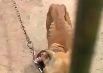 Homem é preso em Magé após denúncias de maus-tratos contra cachorro. Animal foi resgatado e encaminhado para cuidados veterinários.