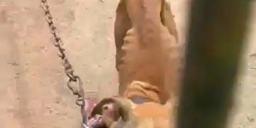 Homem é preso em Magé após denúncias de maus-tratos contra cachorro. Animal foi resgatado e encaminhado para cuidados veterinários.