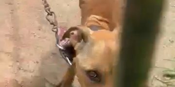 Homem é preso por maus-tratos a cachorro durante operação da polícia em Magé