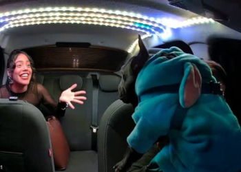 Cachorro vestido com fantasias encanta passageiros e viraliza em corridas de aplicativo