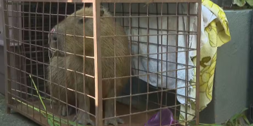 Agressão a capivara na Ilha do Governador leva à prisão e multa de R$ 20 mil por maus-tratos