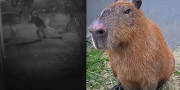 Câmeras registram agressão a capivara na Ilha do Governador; seis suspeitos foram presos