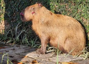 Grupo agride capivara na zona norte do Rio; polícia investiga o caso