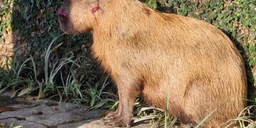 Grupo agride capivara na zona norte do Rio; polícia investiga o caso