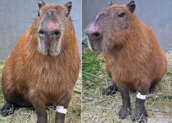 Capivara ferida na Ilha do Governador apresenta melhora, mas permanece sob cuidados veterinários