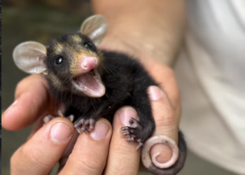 Guarda-parques resgatam e reabilitam gambá-de-orelha-preta na Mata Atlântica do Rio