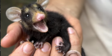 Guarda-parques resgatam e reabilitam gambá-de-orelha-preta na Mata Atlântica do Rio