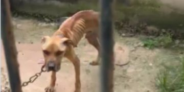 Homem é preso por maus-tratos a cachorro durante operação contra tráfico em Magé