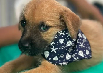 Feira de adoção de animais resgatados vai acontecer em Saquarema nesta sexta-feira