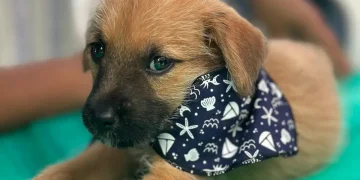 Feira de adoção de animais resgatados vai acontecer em Saquarema nesta sexta-feira