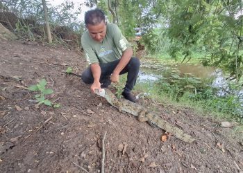 Guarda Ambiental resgata e devolve animais silvestres às áreas naturais em São Pedro da Aldeia
