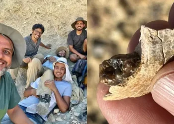 Pesquisa identifica nova espécie de macaco no Egito, expandindo origem evolutiva na África