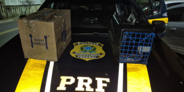 Trio é preso transportando animais silvestres ilegalmente na Rodovia Presidente Dutra