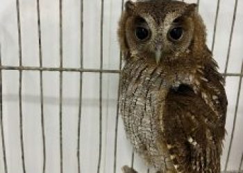 Unidade de São Gonçalo resgata 234 animais silvestres em fevereiro e fortalece conservação