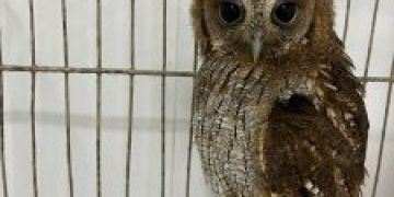 Unidade de São Gonçalo resgata 234 animais silvestres em fevereiro e fortalece conservação