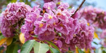 Ipê no quintal: dicas para plantar, cuidar e valorizar o paisagismo urbano