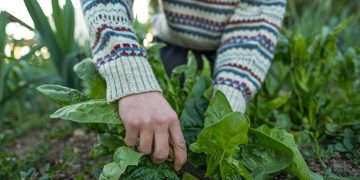 Cultivo de espinafre em jardineiras garante folhas verdes o ano todo em ambientes urbanos