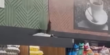 Imagens de rato em supermercado no Barreto geram críticas e reforçam cobrança por fiscalização