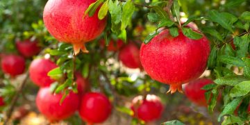 Cultivo de romã em vaso possibilita flores decorativas e frutos em espaços pequenos