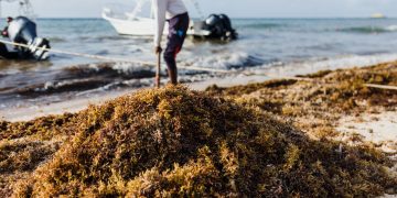 Yucatán transforma sargaço em fertilizantes e bioprodutos inovadores