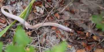 Animal silvestre é devolvido ao habitat após resgate em São Gonçalo