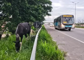Invasão de boiada provoca acidente na BR-101 e interrompe trânsito em Tanguá