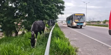 Invasão de boiada provoca acidente na BR-101 e interrompe trânsito em Tanguá