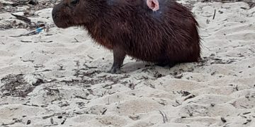 Inea realiza resgate de capivara ferida na Praia dos Meros, Ilha Grande