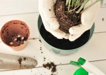 Solução caseira rápida reforça nutrientes de plantas em vasos de até 4 minutos