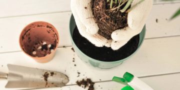 Solução caseira rápida reforça nutrientes de plantas em vasos de até 4 minutos