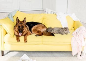 Dicas para manter a limpeza da casa com pets sem abrir mão do conforto