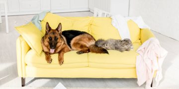 Dicas para manter a limpeza da casa com pets sem abrir mão do conforto