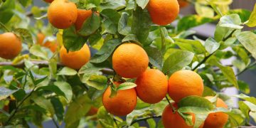 Laranjeiras no quintal: cultivo, cuidados e benefícios para sucos naturais