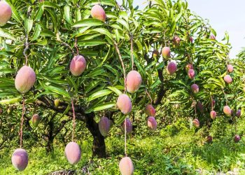 Técnicas simples aumentam a floração e a produção de mangas no verão