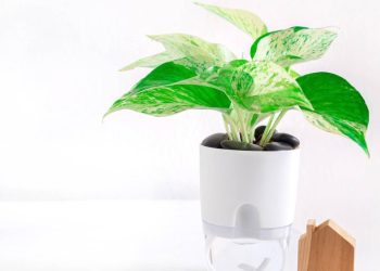 Vasos auto irrigáveis facilitam cultivo de plantas em apartamentos, otimizando cuidados