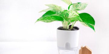 Vasos auto irrigáveis facilitam cultivo de plantas em apartamentos, otimizando cuidados
