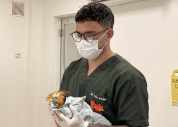 BioParque do Rio recebe novo mico-leão de cara dourada para reprodução e conservação