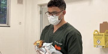 BioParque do Rio recebe novo mico-leão de cara dourada para reprodução e conservação