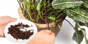 Café usado como aliado natural para afastar formigas de plantas e vasos
